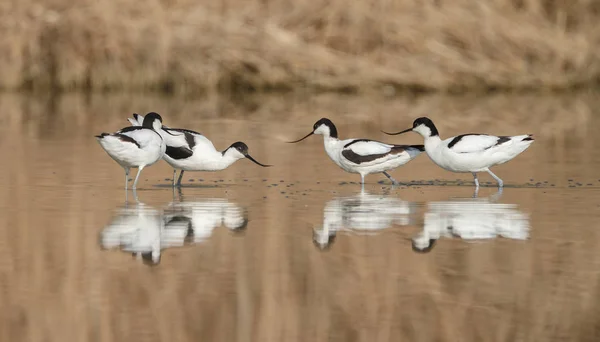 Pied avocet ( Recurvirostra avosetta ) — Foto de Stock