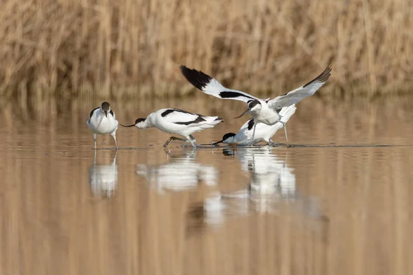 Pied avocet ( Recurvirostra avosetta ) — Foto de Stock