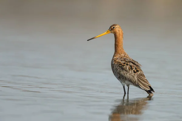 Negro cola Godwit — Foto de Stock