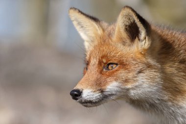 kızıl tilki doğada 