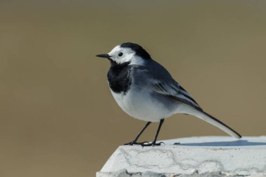 Kutup beyaz kuyruksallayan