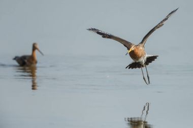 Siyah godwits kuyruk 