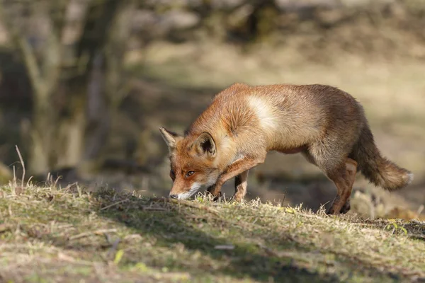 Lisica czerwona w naturze — Zdjęcie stockowe