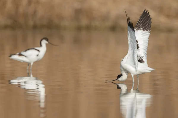 Pied avocet ( Recurvirostra avosetta ) — Foto de Stock