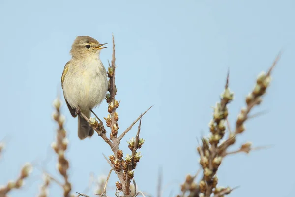 O chiffchaff comum no galho — Fotografia de Stock