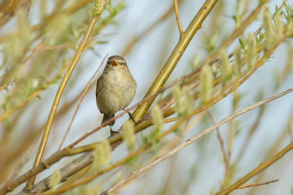 The common chiffchaff on  twig — Stock Photo, Image