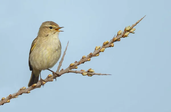 De gemeenschappelijke tjiftjaf op twig — Stockfoto