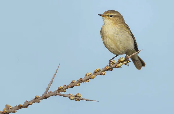 Il chiffchaff comune sul ramoscello — Foto Stock