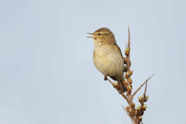 The common chiffchaff on  twig — Stock Photo, Image
