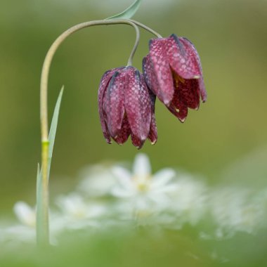 Yılan kafa Fritillary 