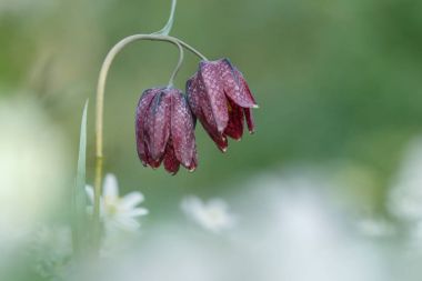 Yılan kafa Fritillary 