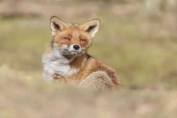 Červená liška v přírodě — Stock fotografie