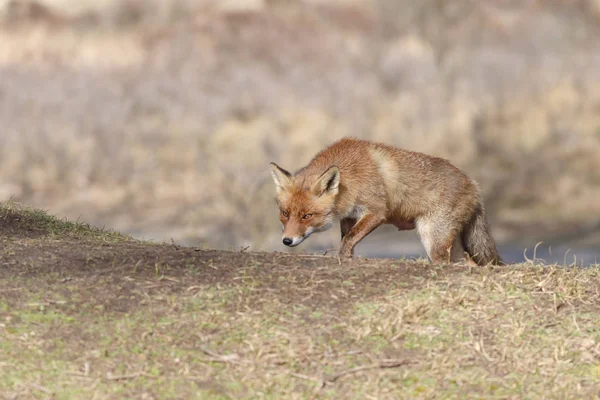 Červená liška v přírodě — Stock fotografie