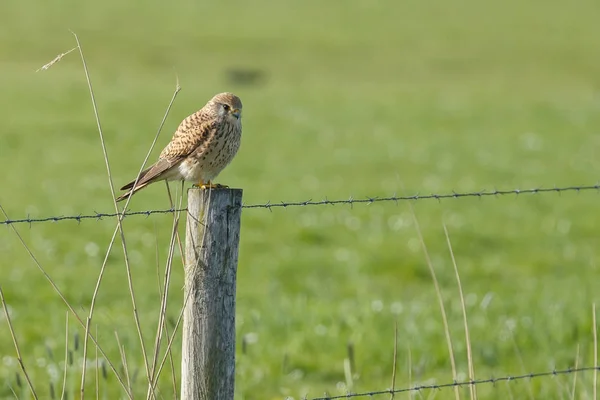 Crécerelle commun sur un poteau — Photo