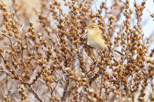 Chiffchaff comune su un ramoscello — Foto Stock