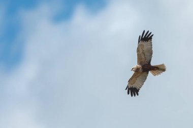 Marsh harrier uçuş