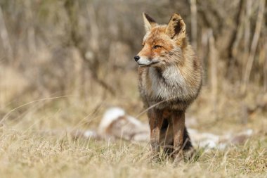 kızıl tilki doğada 