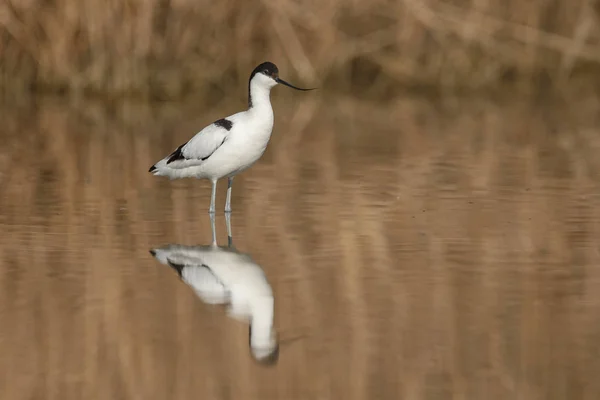 Pied avocet ( Recurvirostra avosetta ) — Foto de Stock