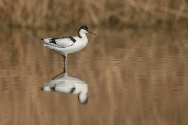 Avocet pied (Recurvirostra avosetta  ) — Foto Stock