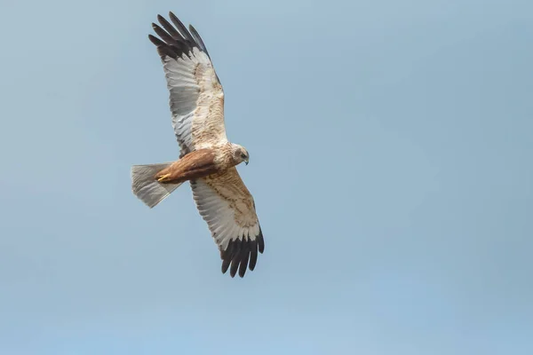 Marsh harrier uçuş — Stok fotoğraf