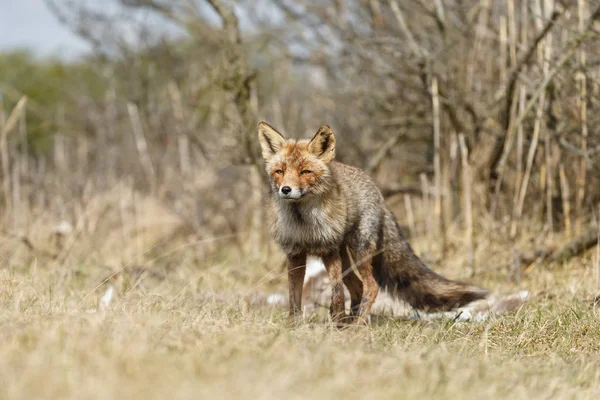 Rödräv i naturen — Stockfoto