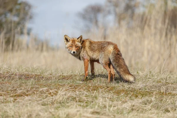 Rödräv i naturen — Stockfoto