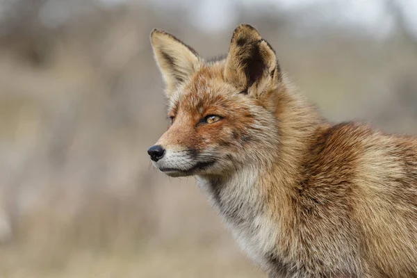 Rode vos in de natuur — Stockfoto