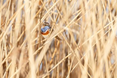 Bluethroat (Luscinia svecica) 