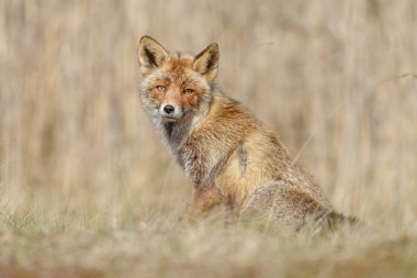 kızıl tilki doğada 