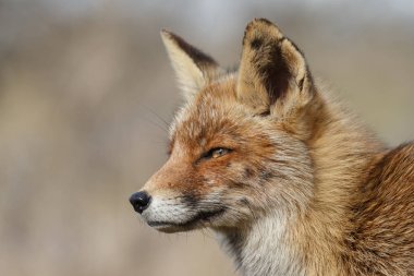 kızıl tilki doğada 