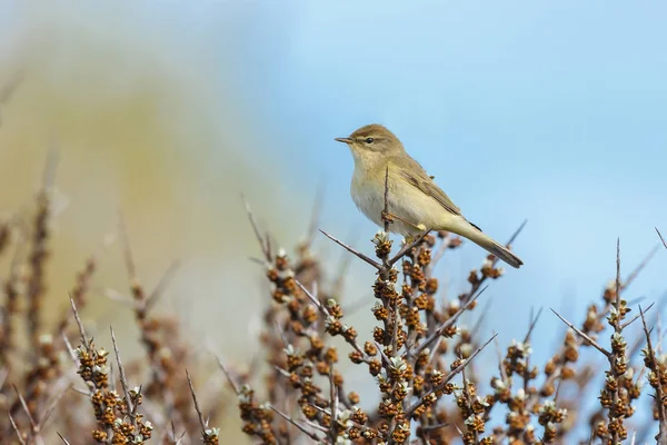 Chiffchaff comune su un ramoscello — Foto Stock