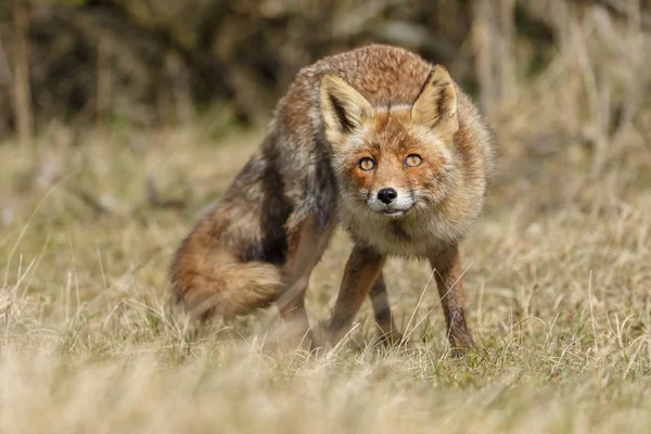 Rotfuchs in der Natur — Stockfoto