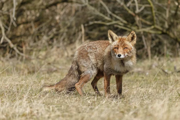 Zorro rojo en la naturaleza — Foto de Stock