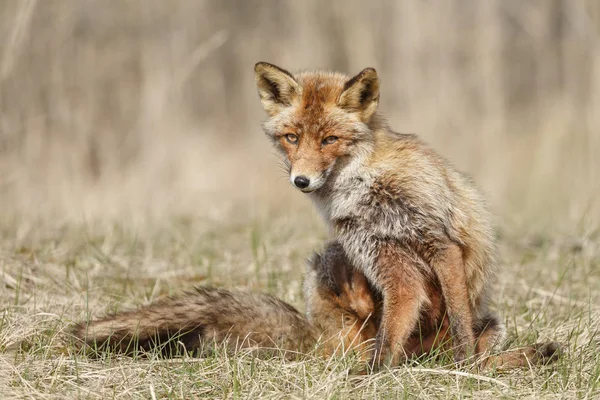 Rödräv i naturen — Stockfoto