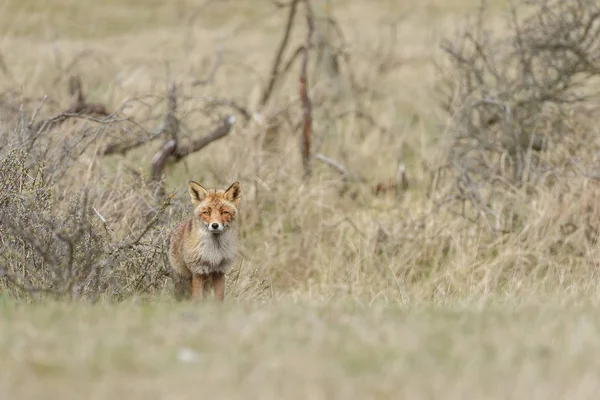 Zorro rojo en la naturaleza — Foto de Stock