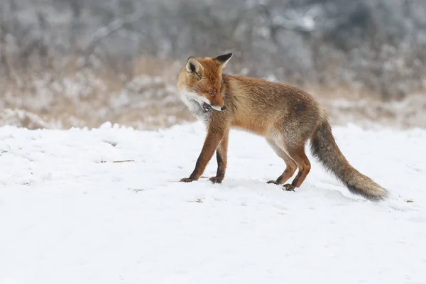 Raposa vermelha no inverno — Fotografia de Stock