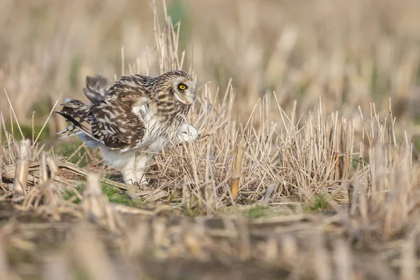 Short eared owl — Stockfoto