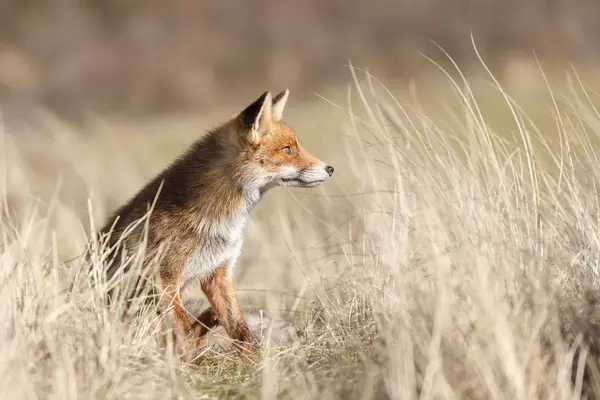 Rödräv i naturen — Stockfoto