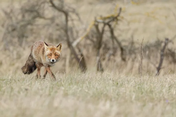Κόκκινη αλεπού στη φύση — Φωτογραφία Αρχείου