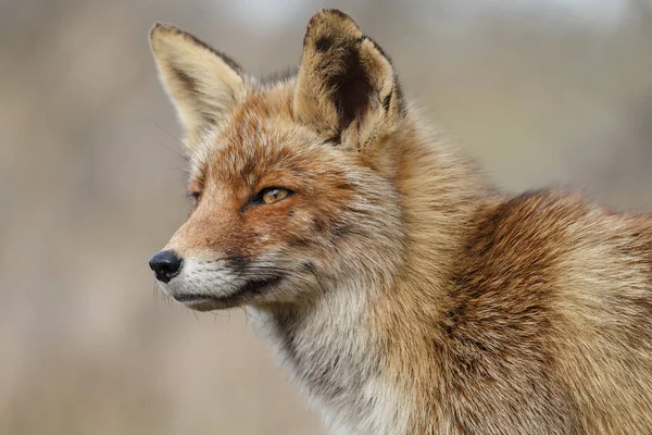 Zorro rojo en la naturaleza — Foto de Stock