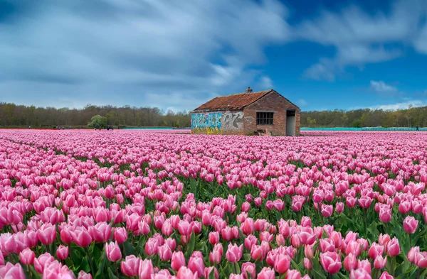 Campo com tulipas na Holanda — Fotografia de Stock