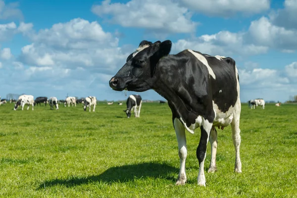 Dutch cows in a meadow — Stock Photo, Image