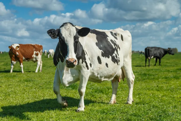 Голландські корови в луг — стокове фото