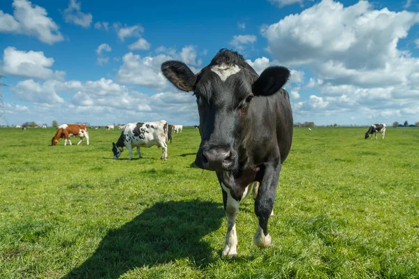 Vacas holandesas em um prado — Fotografia de Stock