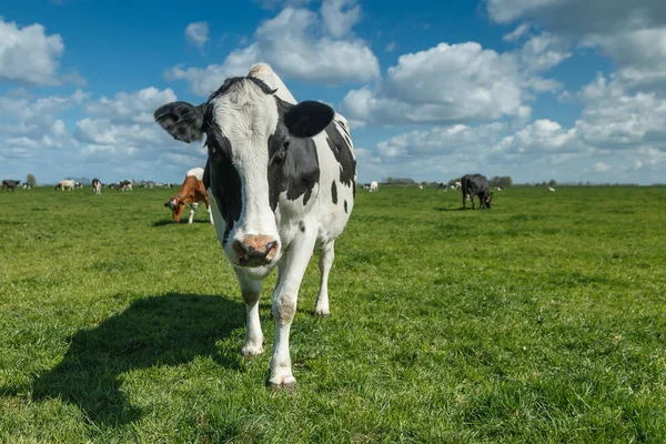 Vacche olandesi in un prato — Foto Stock