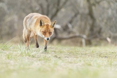 kızıl tilki doğada 