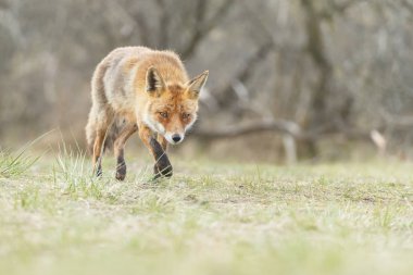 Vahşi kızıl tilki