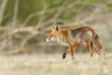 Kızıl Tilki güneşli