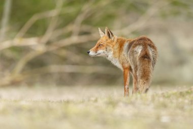 Kızıl Tilki güneşli