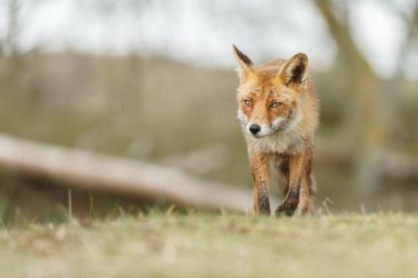 Güneşli günde tilki